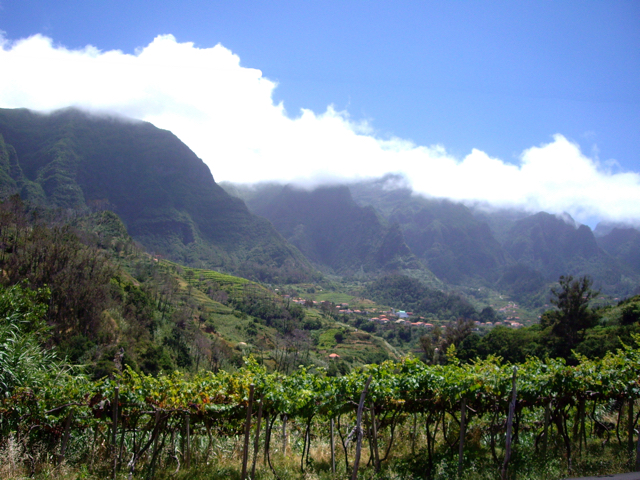View of the Madeira wine and 